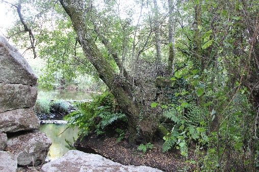 pilares de pedra envoltos por vegetação