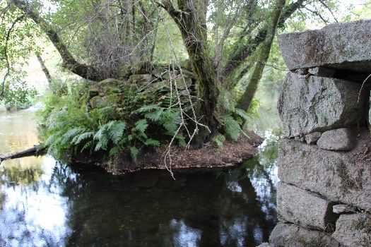 pilares de pedra envoltos por vegetação
